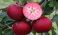 Appelbomen met rood vruchtvlees; lekker, gezond en bijzonder