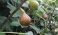 Fruitbomen die goed tegen droogte kunnen