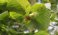 Het verschil tussen een hazelaar, hazelnotenstruik en hazelnotenboom
