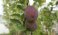 De klassiekers in de fruittuin: waarom plant iedereen deze fruitbomen aan?