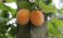 Zelf fruit kweken met kinderen