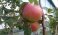 De 5 meest overrated fruitrassen voor de Nederlandse tuin