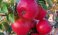 5 meest gemaakte fouten bij het planten van een fruitboom