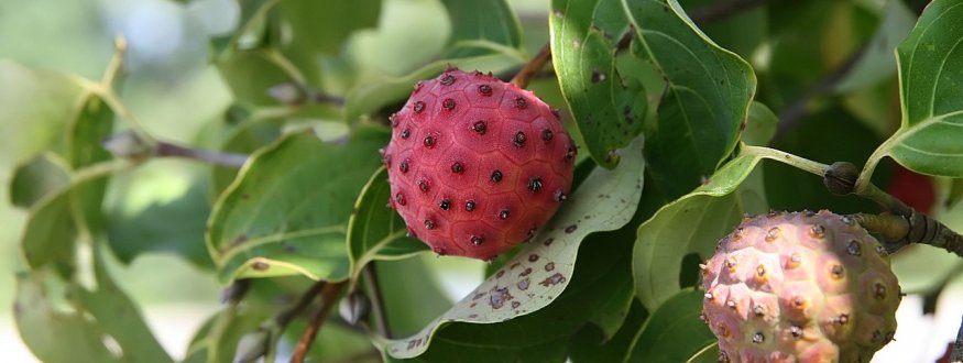 Foto van fruit van Kornoeljebessen