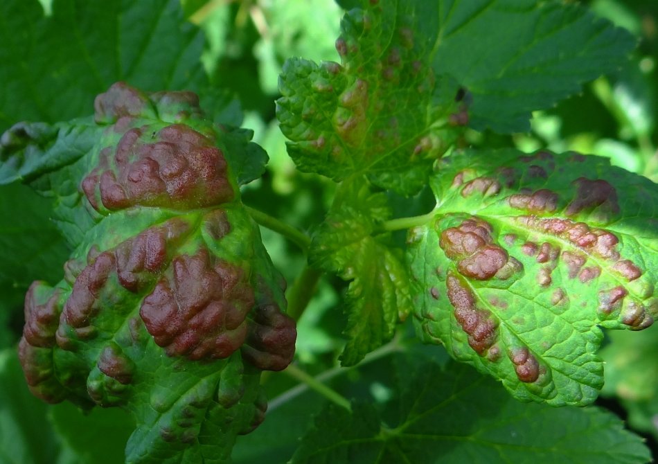 Rode vlekken op het blad van een bessenstruik; bessenbloedblaarluis