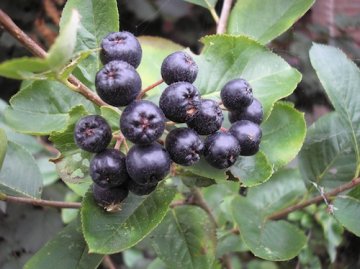 Appelbes Planten En Verzorgen - Fruitbomen.net