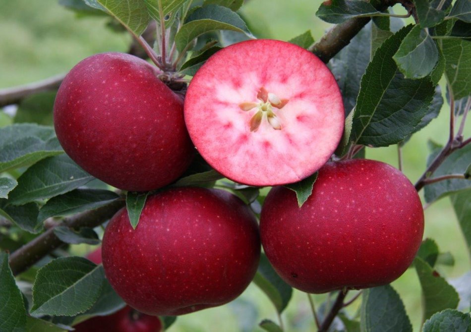 Appelbomen met rood vruchtvlees; lekker, gezond en bijzonder