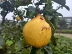 Grote gele vrucht van de kweepeer in de tuin van Fruitbomen.net