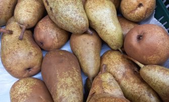 De 5 lekkerste peren die je kunt kweken in je eigen tuin