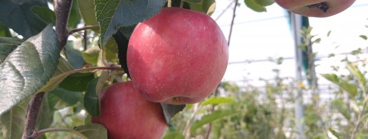 5 leukste oudhollandse appels om in de tuin te hebben