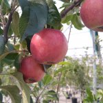 5 leukste oudhollandse appels om in de tuin te hebben