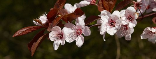 De 5 mooiste fruitbomen met rood blad