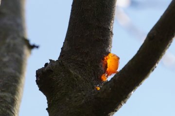 Gomziekte bij prunus