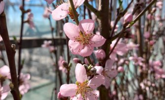 Drie fruitbomen die al in februari bloeien