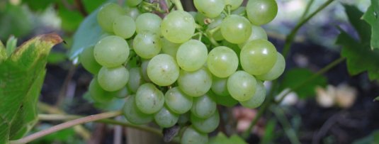 Welke druiven worden gebruikt voor Nederlandse wijnen?