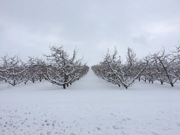 Appelbomen in de sneeuw