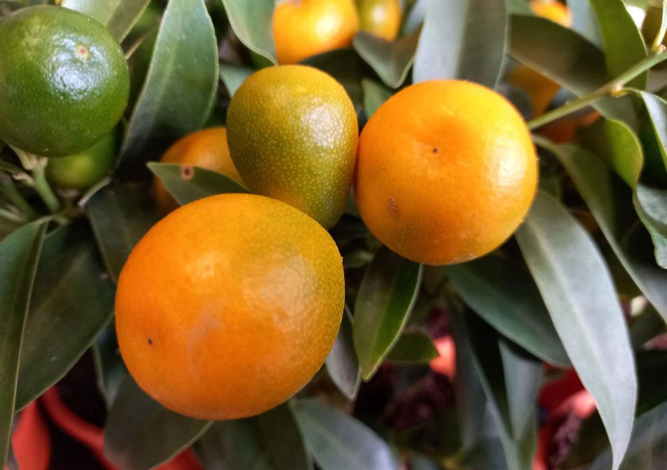 De 6 leukste citrusvruchten voor in jouw tuin