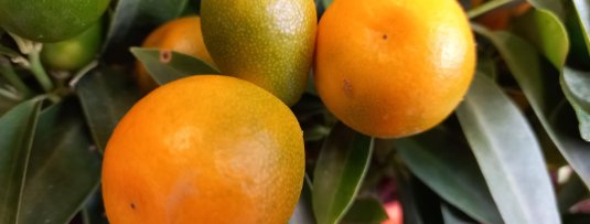 De 6 leukste citrusvruchten voor in jouw tuin