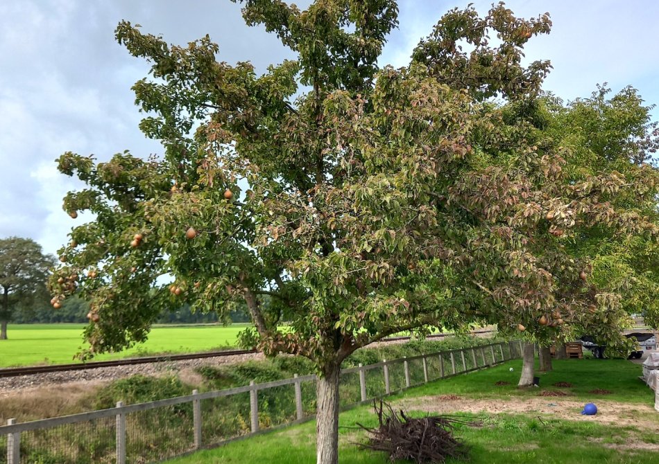 De 5 mooiste grote fruitbomen voor de grote tuin