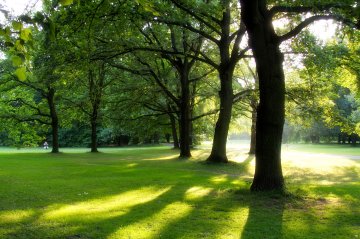 Schaduw door grote bomen