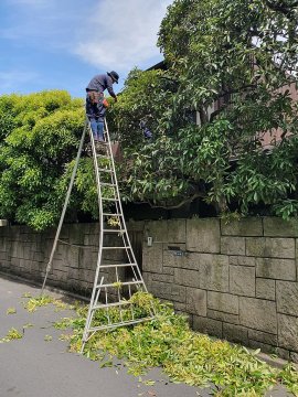 Snoeien van een grote boom op een ladder