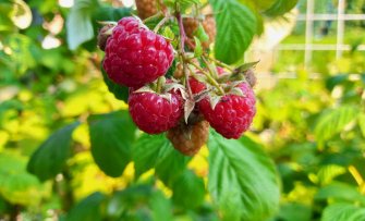 Het verschil tussen zachtfruit, pitfruit, steenfruit en exotisch fruit