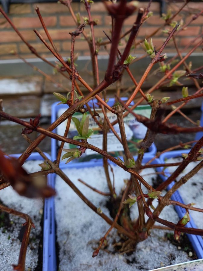 Honingbessenstruik met ijs op de pot, met groene uitlopers.