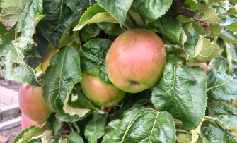 Een mini-appelboom kopen voor de kleine tuin of balkon