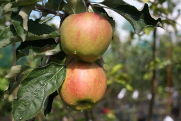 Jonagold appels zijn geen dwergbomen. Ze zijn wel als patioboom te verkrijgen.