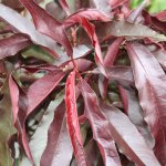 5 fruitbomen met sierlijk en bijzonder blad