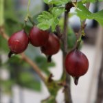 Bessenstruiken Kopen - Fruitbomen Webwinkel - Fruitbomen.net