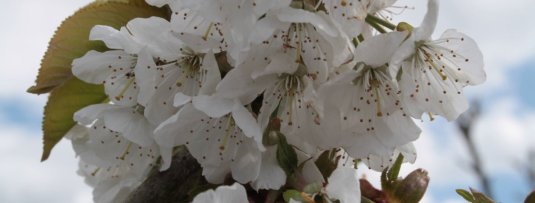 De 5 fruitbomen met de mooiste bloesem in april
