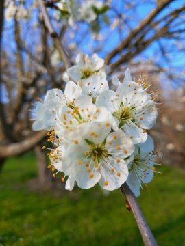 Bloesem van een pruimenboom
