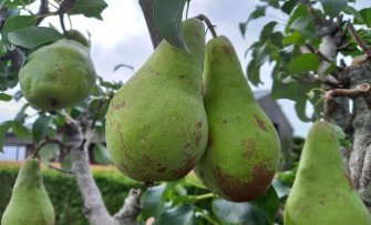 Een mini perenboom kopen voor in de kleine tuin of op het balkon