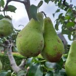 Een mini perenboom kopen voor in de kleine tuin of op het balkon