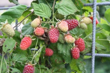 Loganberries in struik