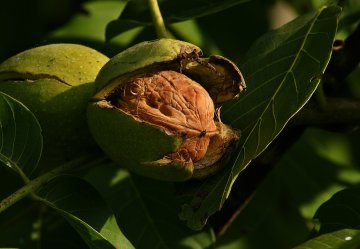 Vrucht van walnotenboom