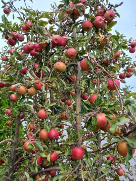Boomgaard appelboom