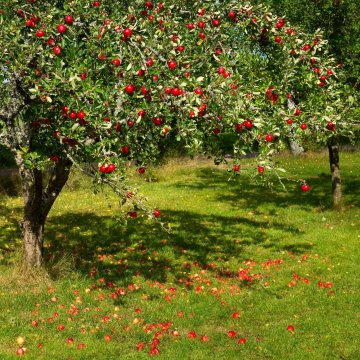 Appels aan appelboom