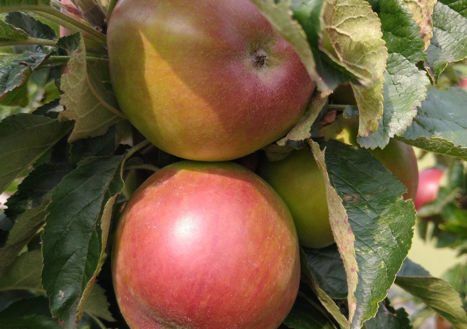 Hoe weet ik of appels rijp zijn? En hoe kan ik ze dan het beste plukken?