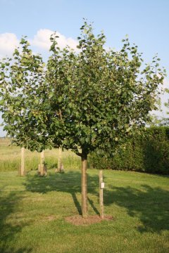 Halfstam fruitboom