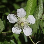 Bloesem van Aardbeiframboos 'Asterix'
