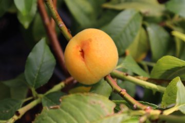 Dwergperzik Yellow Peach