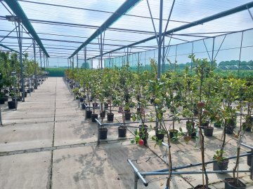 Fruitbomen kwekerij en winkel
