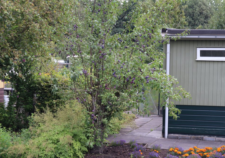 Alles wat je moet weten over fruitbomen op de volkstuin