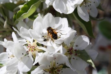 Zweefvlieg op perenbloesem