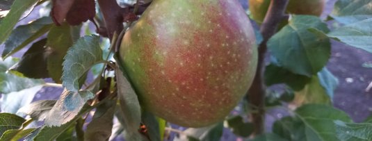 De beste moesappel om appelmoes van te maken