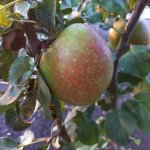 De beste moesappel om appelmoes van te maken