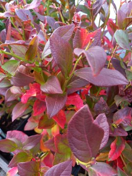 Bladkleur van een blauwe bes