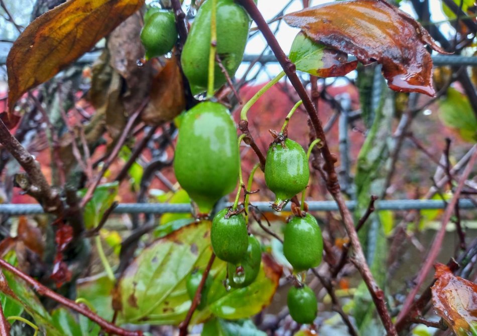 De mooiste herfstkleuren die je in oktober in de fruittuin ziet